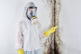 Best Attic Mold Removal in USA